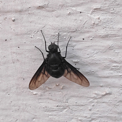 Satyramoeba bipunctata