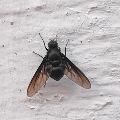 Satyramoeba bipunctata