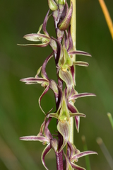 Prasophyllum sphacelatum