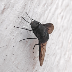 Satyramoeba bipunctata