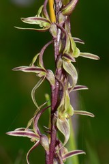 Prasophyllum sphacelatum