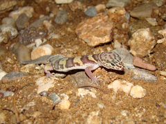 Coleonyx variegatus
