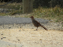 Dasyornis broadbenti