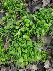 Claytonia perfoliata