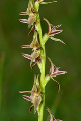 Prasophyllum sphacelatum