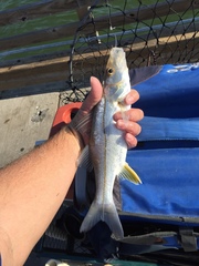 Centropomus undecimalis