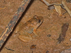 Limnonectes gyldenstolpei