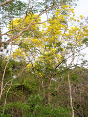 Handroanthus