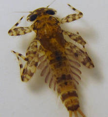 Maccaffertium pulchellum