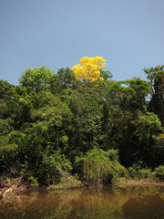 Handroanthus