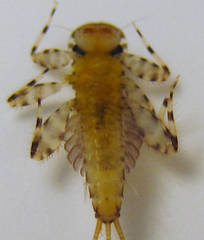 Maccaffertium pulchellum