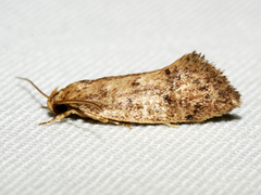 Syncometes vilis