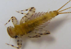 Maccaffertium pulchellum