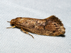 Syncometes vilis
