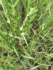 Sparganium subglobosum