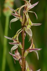 Prasophyllum sphacelatum