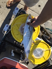 Scomberomorus maculatus