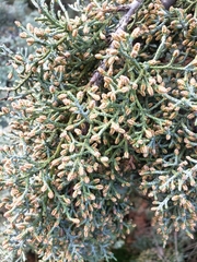 Cupressus