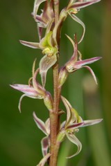 Prasophyllum sphacelatum