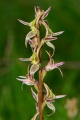 Prasophyllum sphacelatum