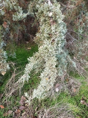 Cupressus