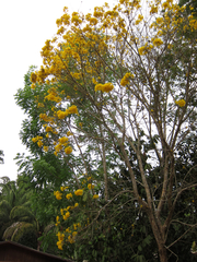 Handroanthus serratifolius
