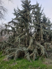 Cupressus