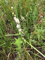 Sparganium subglobosum
