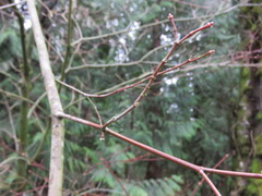 Acer circinatum