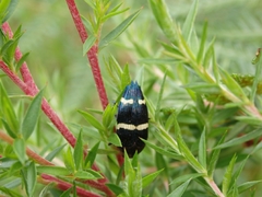 Astraeus navarchis