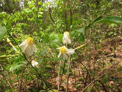 Tabernaemontana flavicans