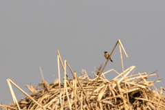 Saxicola maurus