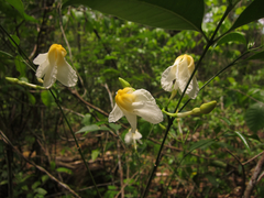 Tabernaemontana flavicans
