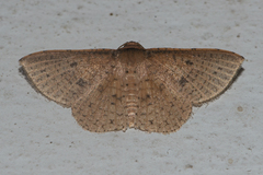 Striglina