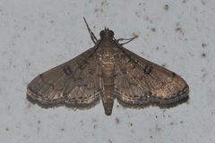 Syllepte abyssalis