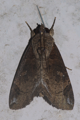 Ercheia