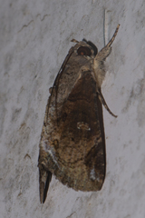 Ercheia