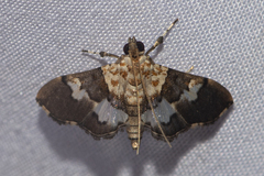 Aetholix flavibasalis