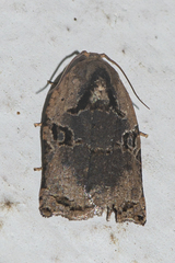 Meridemis