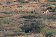 Gazella subgutturosa