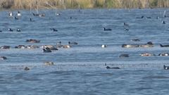 Tachybaptus dominicus