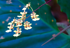 Trichocentrum cepula