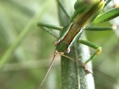 Conocephalomima barameda
