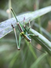 Conocephalomima barameda