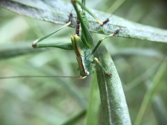 Conocephalomima barameda