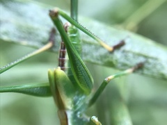 Conocephalomima barameda