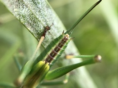 Conocephalomima barameda