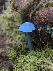 Entoloma virescens