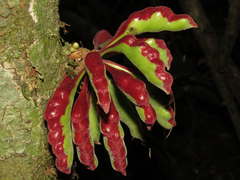 Xylopia benthamii