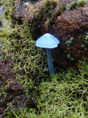 Entoloma virescens